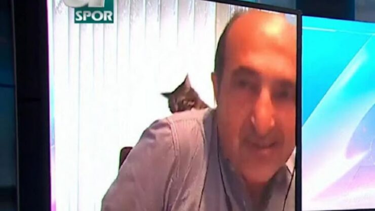 commentatore col gatto