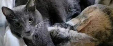 Un'amicizia davvero bizzarra quella tra un gatto e un coniglio abbandonati