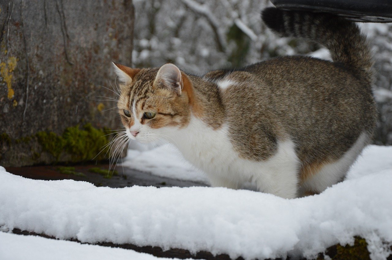 gatto senta freddo