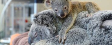 piccolo koala abbraccia mamma