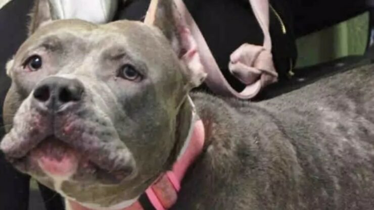 Cucciola di pitbull abbandonata in un canile e da sopprimere