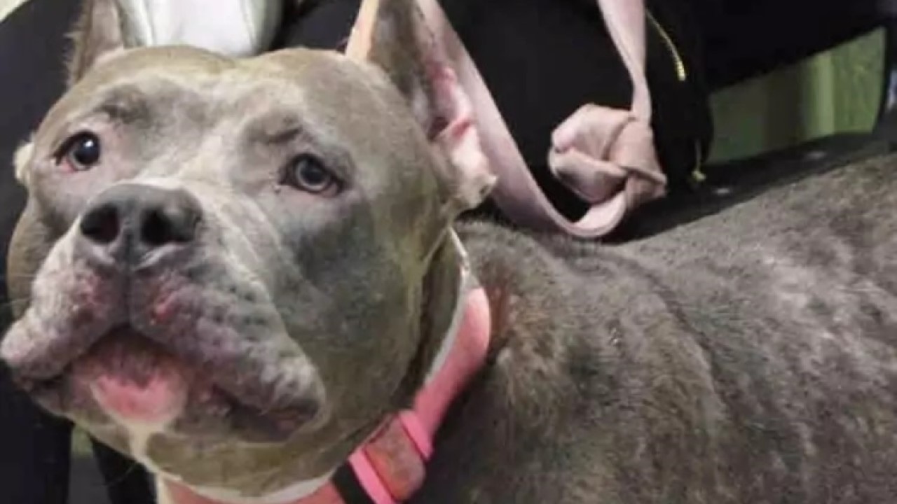 Cucciola di pitbull abbandonata in un canile e da sopprimere 