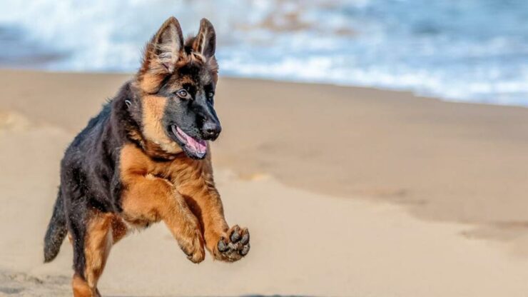 cane sedentario