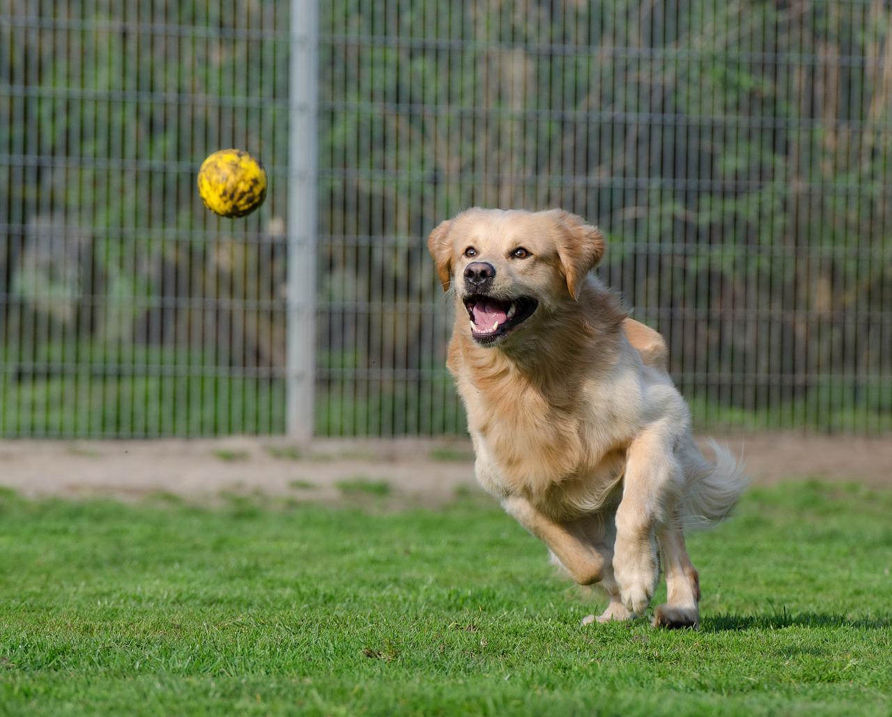 cane sedentario