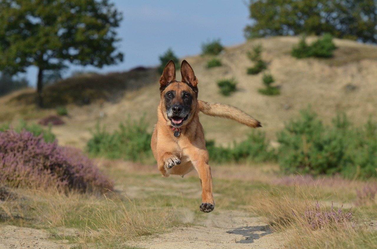 cane sedentario