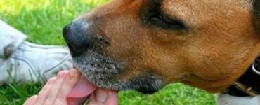 il cane comunica dandoti segnali