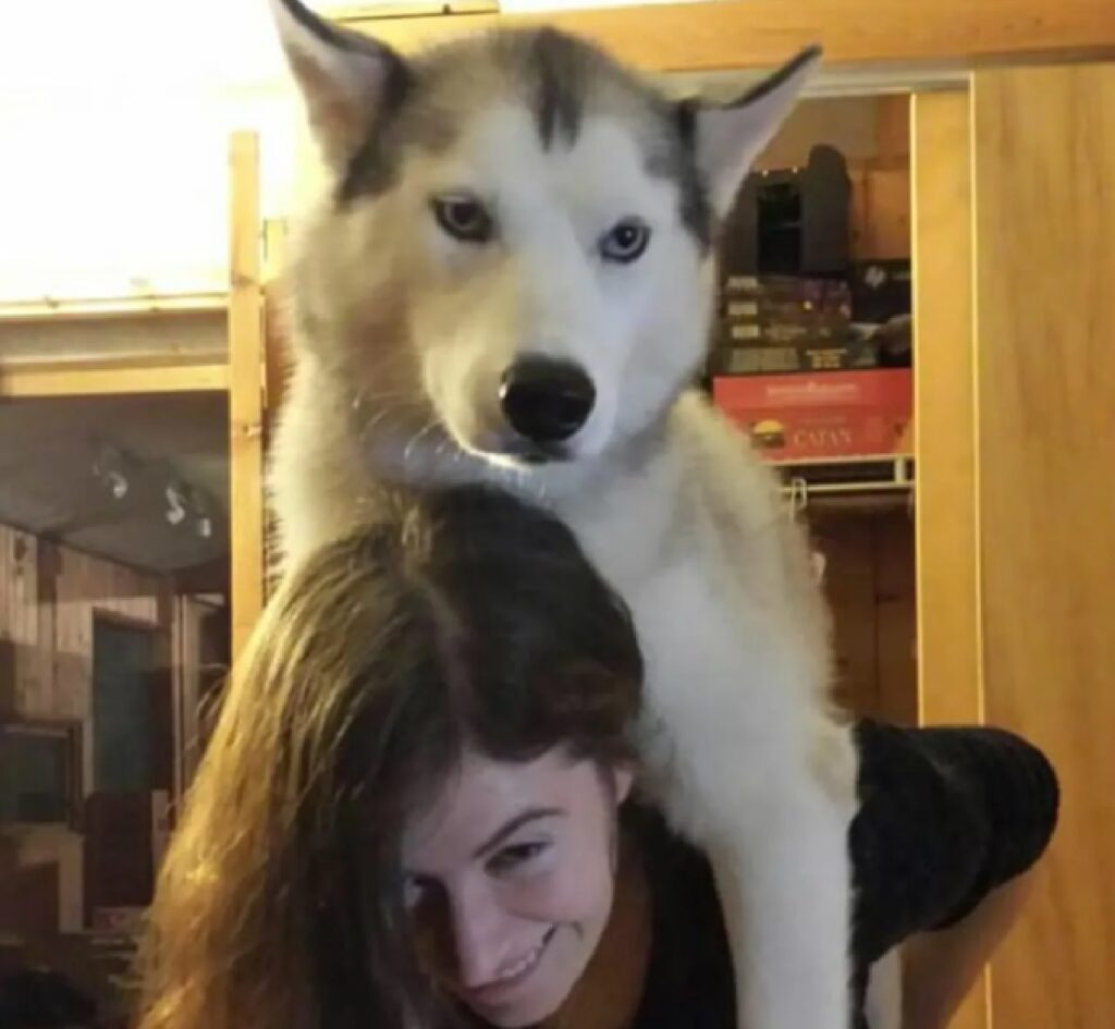 cane non felice di essere portato sulle spalle