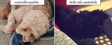 cani divenuti ornitorinchi colpa di ciabatte