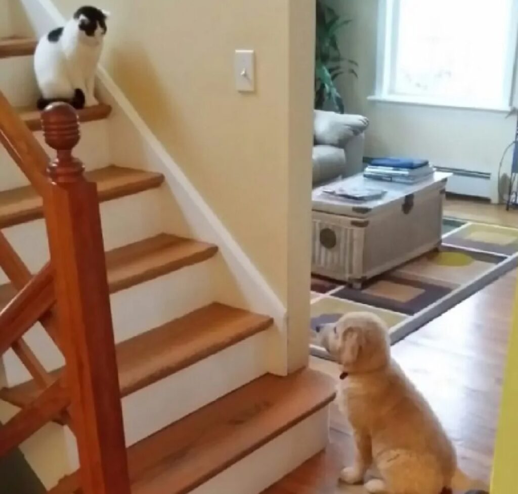cagnolino bloccato alla base delle scale
