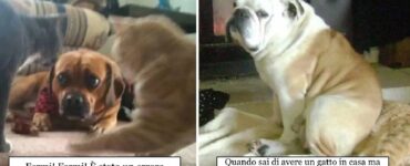 legame cani gatti visto da altra parte