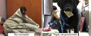 cani che vogliono interagire con mamma e papà