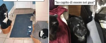 cani che hanno bisogno aiuto gatti