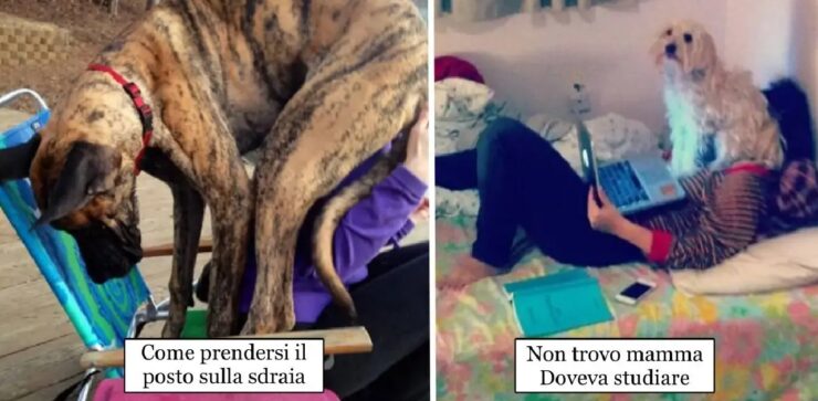 cani dimostrano amore per proprietari