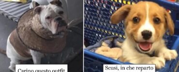 cani che in una vita passata erano comici