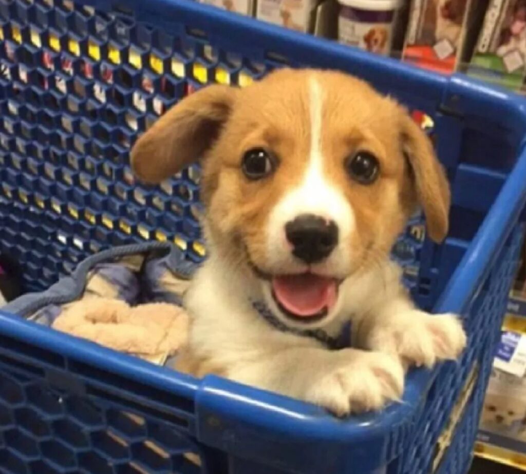 cane felice nel carrello