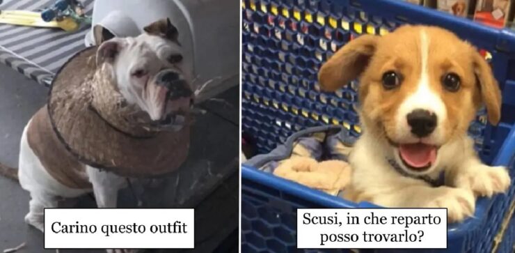 cani che in una vita passata erano comici