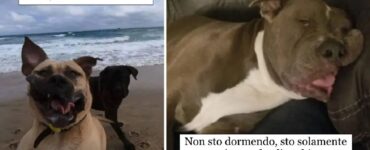 cani che fanno facce strane per divertimento