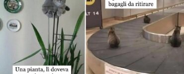 gatti capaci di dormire ovunque capita