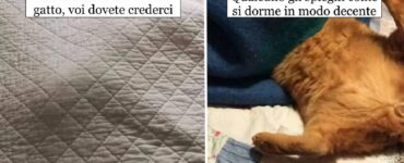 gatti che approfittano delle coperte