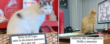 gatti che con lo spirito giusto hanno trovato un'occupazione