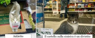 gatti che hanno deciso di dare una mano