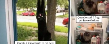 gatti che navigano tra l'inquietudine e la gioia