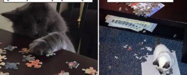 gatti che non resistono alla tentazione di fare il puzzle