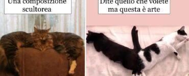 gatti che non vedono l'ora di dormire in compagnia