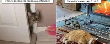 gatti che si sono appena trasferiti