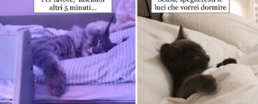 gatti che vanno d'amore e d'accordo con il letto