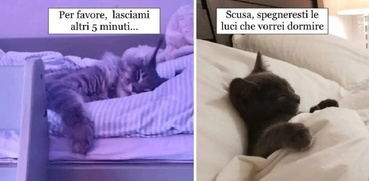 gatti che vanno d'amore e d'accordo con il letto