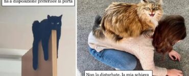 gatti con la passione per la stravaganza