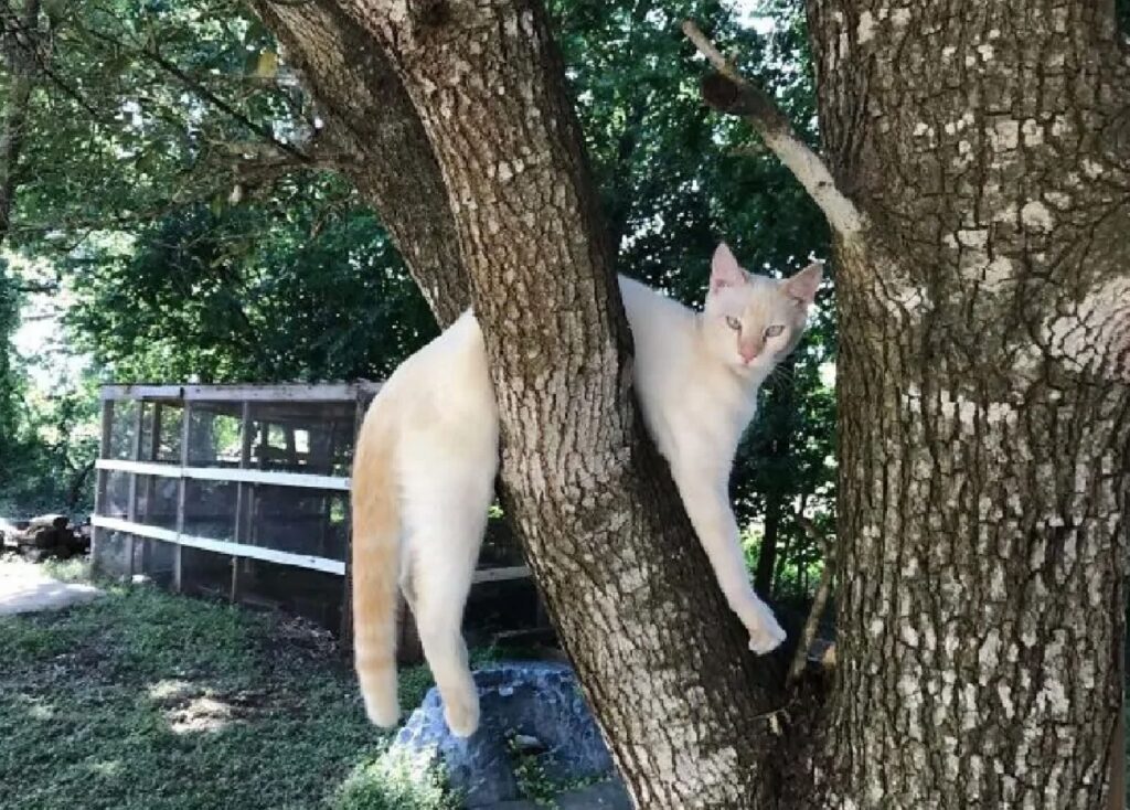 gatto bloccato su pianta