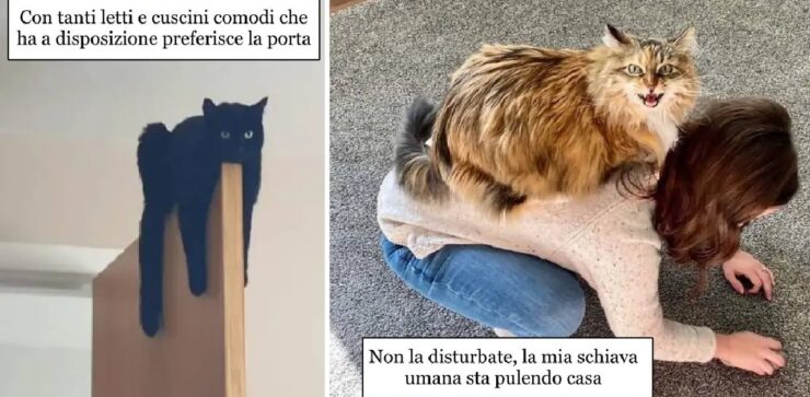 gatti con la passione per la stravaganza