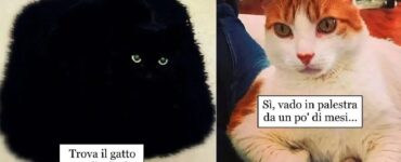 gatti così divertenti da mettere di buon umore