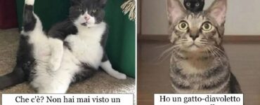 gatti così confusi da non sapere cosa fare