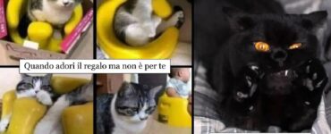 gatti non si guardano con gli stessi occhi