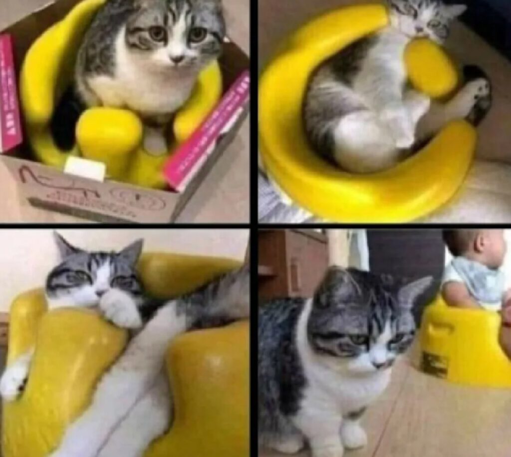 gatto utilizza oggetti come non dovrebbe