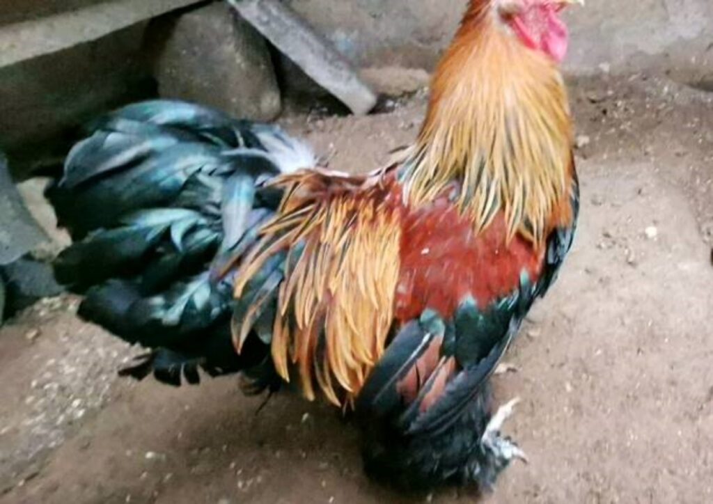 gallina gigante