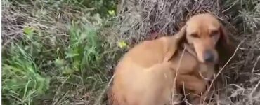 cagnolino cerca aiuto in un rifugio