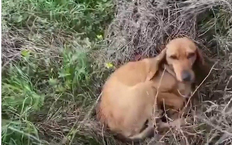 cagnolino cerca aiuto in un rifugio