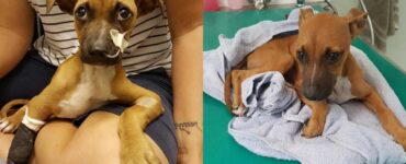 bambino cammina 2 miglia per salvare il suo cane