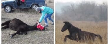 uomo libera cavallo incatenato