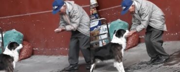 cane senzatetto assetato viene dissetato da un anziano