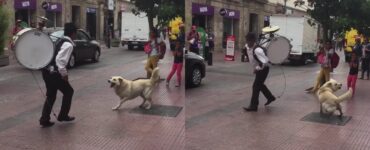 cane danza a ritmo di musica