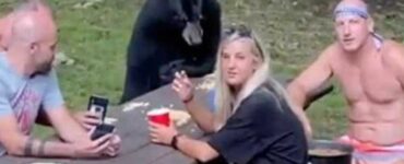 Un grande orso nero si unisce ad un pic-nic di famiglia