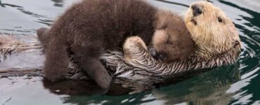 mamma lontra con piccolo