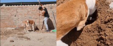 cane aiuta padrone operaio a scavare