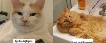 tutti i proprietari sanno cosa fa il gatto di strano