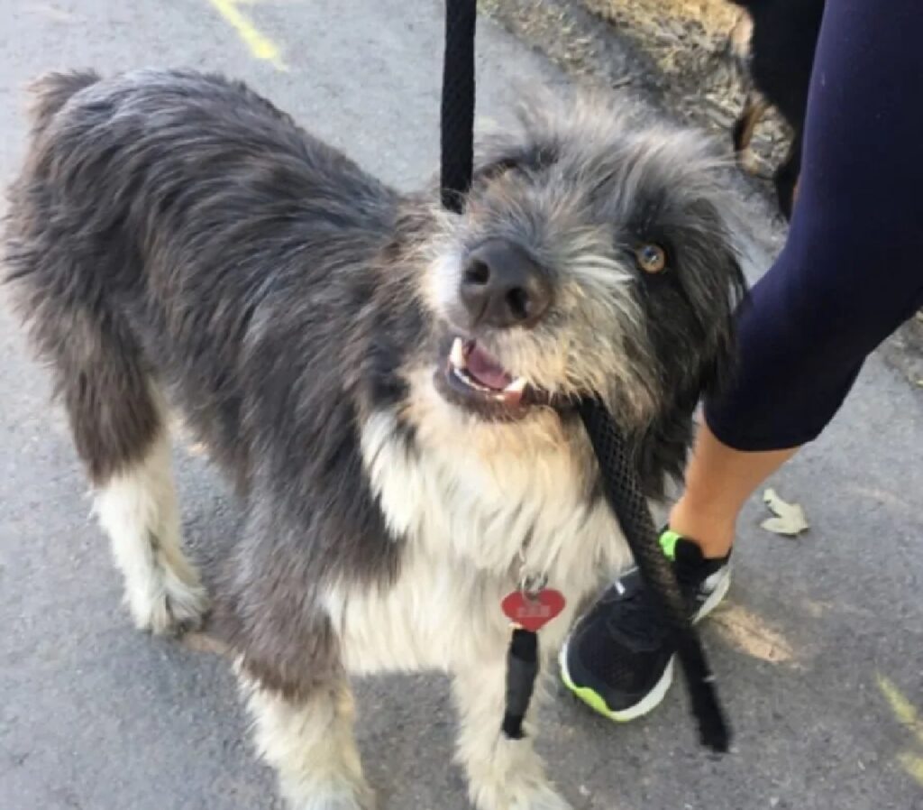 cane si porta a spasso da solo